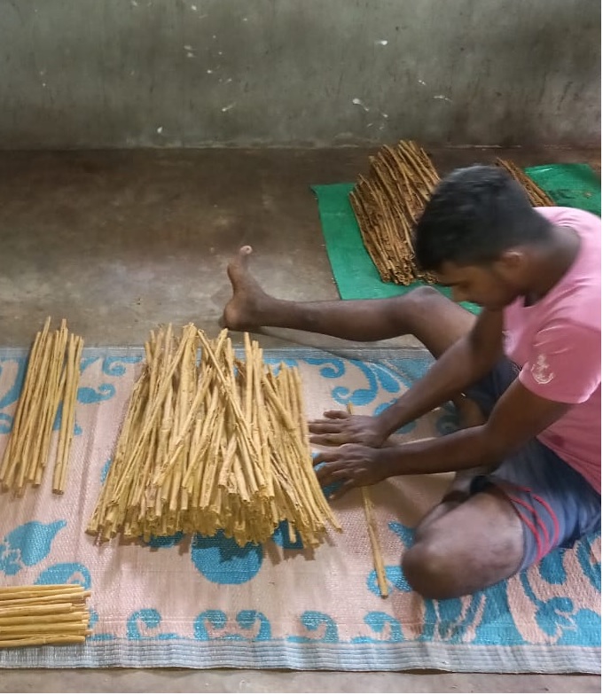 Master artisan hand-peeling and rolling paper-thin Ceylon cinnamon bark