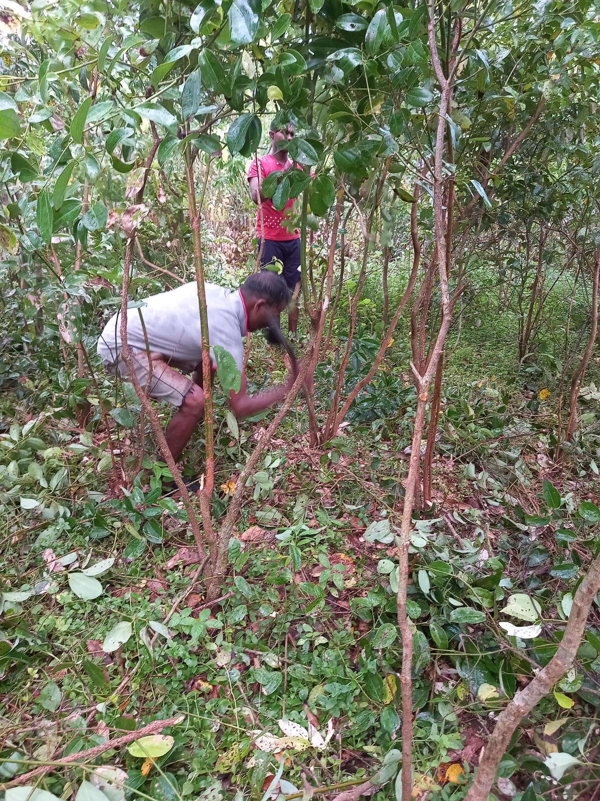 Hand-harvesting Ceylon cinnamon bark at our estate in Kalutara, Sri Lanka